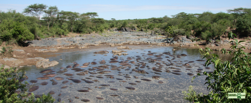 Waterholes can get crowded! These are Hippos...