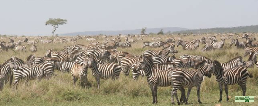A herd of stripes!