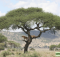 Ngorongoro lion tree