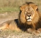 In this undated photo provided by the Wildlife Conservation Research Unit, Cecil the lion rests in Hwange National Park, in Hwange, Zimbabwe. Two Zimbabweans arrested for illegally hunting a lion appeared in court Wednesday, July 29, 2015. The head of Zimbabwes safari association said the killing was unethical and that it couldnt even be classified as a hunt, since the lion killed by an American dentist was lured into the kill zone. (Andy Loveridge/Wildlife Conservation Research Unit via AP)