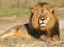 In this undated photo provided by the Wildlife Conservation Research Unit, Cecil the lion rests in Hwange National Park, in Hwange, Zimbabwe. Two Zimbabweans arrested for illegally hunting a lion appeared in court Wednesday, July 29, 2015. The head of Zimbabwes safari association said the killing was unethical and that it couldnt even be classified as a hunt, since the lion killed by an American dentist was lured into the kill zone. (Andy Loveridge/Wildlife Conservation Research Unit via AP)