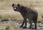 Spotted Hyena (covered in mud)