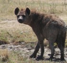Spotted Hyena (covered in mud)
