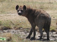 Spotted Hyena (covered in mud)