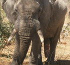 Bull elephant