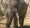 Bull elephant