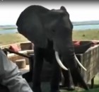 Elephant gatecrashes dinner